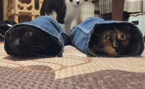 50 Hilarious Cat Posts That You Need To See Right Meow (New Pics)