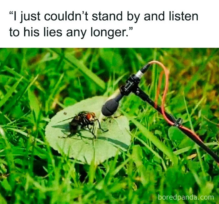 47 Memes That Wouldn't Exist If The Fly Didn't Land On Mike Pence's Head Last Night
