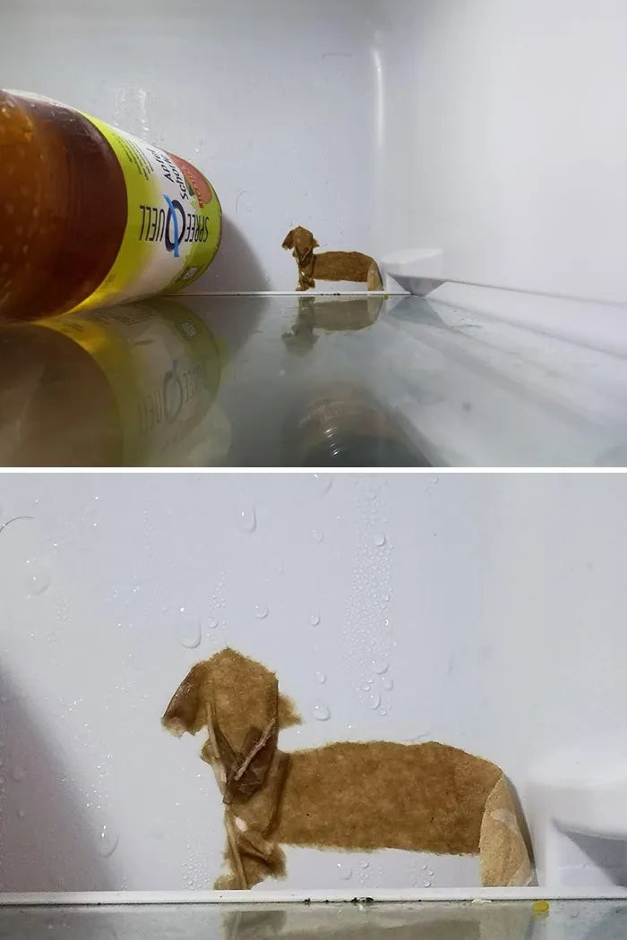 El trozo de papel que está congelado en la parte trasera de mi nevera parece un perro salchicha