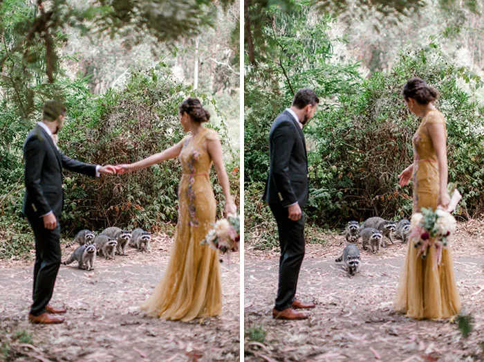 While Taking Wedding Photos In The Park, We Were Visited By A Friendly Family Of Trash Pandas! They Checked Us Out For A Few Minutes, Then Went On Their Way