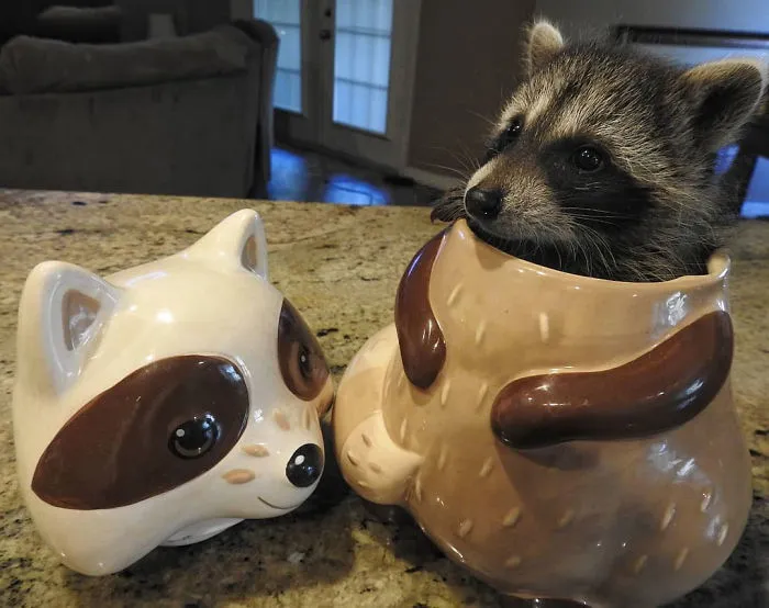 The Cookie Jar Bandit