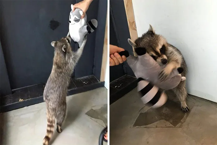 Just In Case You Were Having A Bad Day Look How Happy This Raccoon Is With His Stuffed Raccoon