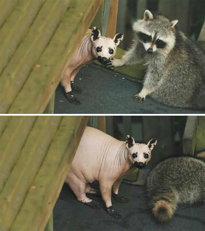 "A Raccoon Introduces His Shy And Hairless Brother To His Friends"