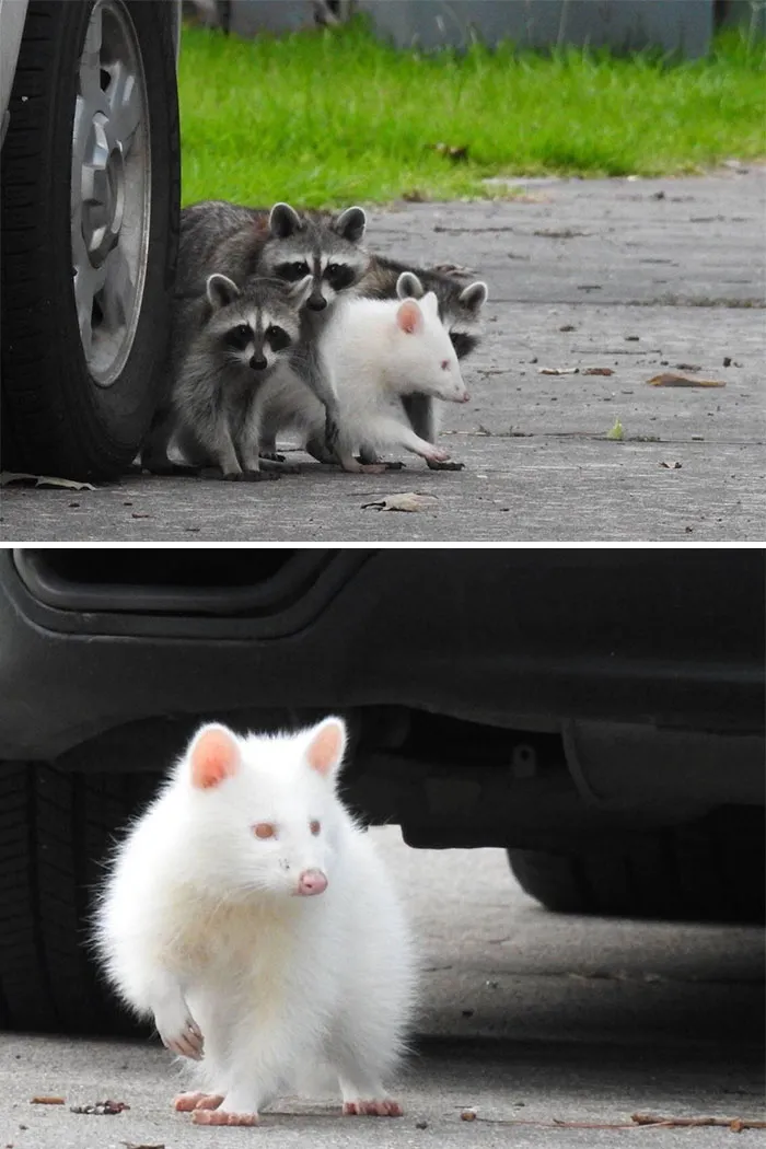 Once In A Lifetime .... Albino Raccoon Found On Our Vacation In Texas