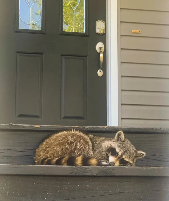 Sorry Amazon. I Didn’t Order A Raccoon