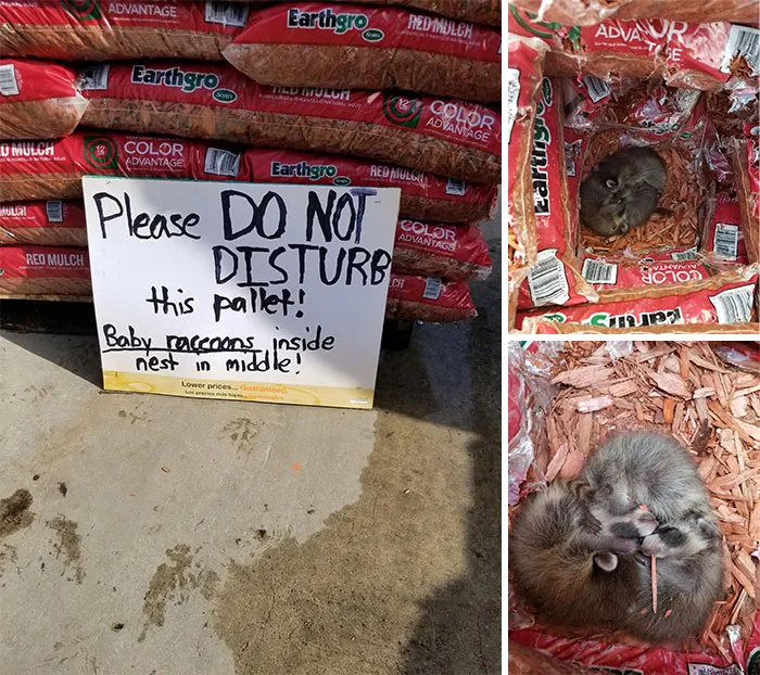 Trash Pandas Found At Work