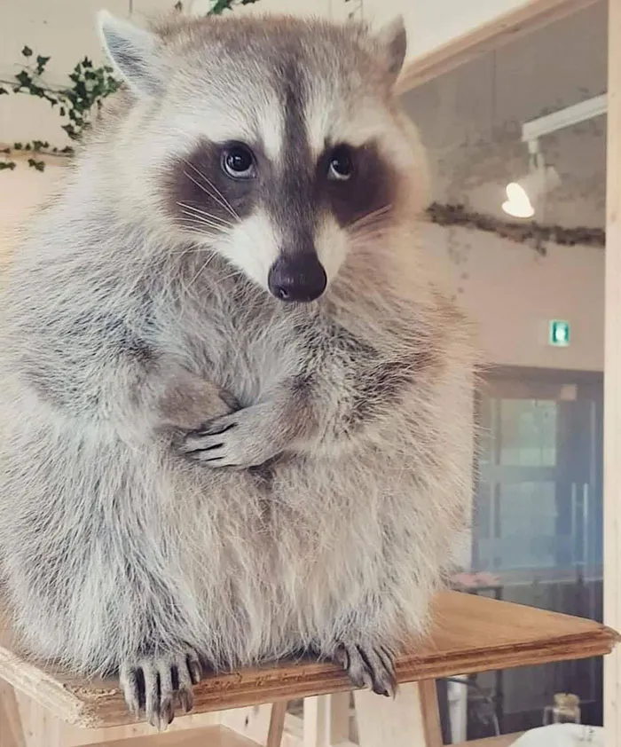 This Guilty Raccoon