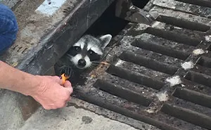 50 Times Trash Pandas Acted So Cute Or Funny, People Just Had To Document It And Share It Online