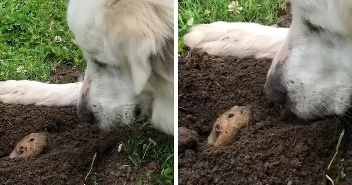 Gentle 2 Y.O. Dog Loves The Gophers In Her Local Park, Tries To Say Hello To Them On Her Daily Walks