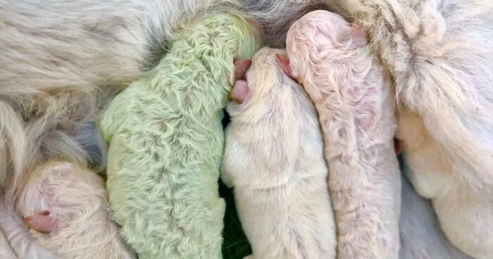 A Puppy With Green Fur Was Born In Italy And The Owners Named Him Pistachio
