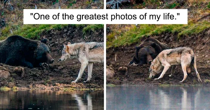 Photographer Captures A Once In A Lifetime Moment Of A Grizzly And Wolf Encounter
