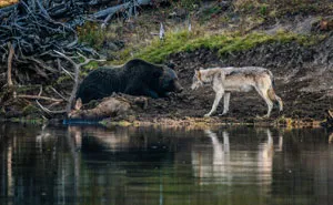 Photographer Captures A Once In A Lifetime Moment Of A Grizzly And Wolf Encounter