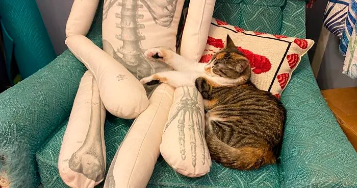 Woman Finds Out And Posts Pictures Of How Cats Would React If You Suddenly Died At Home