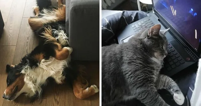 Hey Pandas, What Is Your Pet's Weirdest Or Cutest Habit? (Closed)