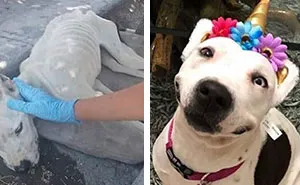 45 Of The Best Reactions Pet Owners Had To The 'How It Started Vs. How It Ended' Meme Challenge