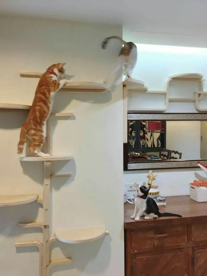 Turn IKEA Frosta Stools Into A Large And Creative Cat Tree Along The Walls