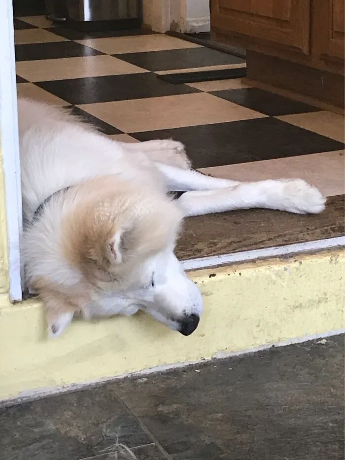 This Is Finley, And The Only Way He Sleeps Is If He’s Halfway, Off Of Something