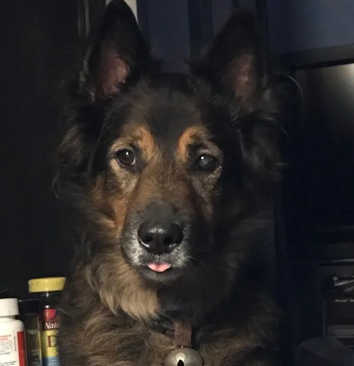 If His Tongue Is Out He Is Either Begging For Treats Or Sound Asleep