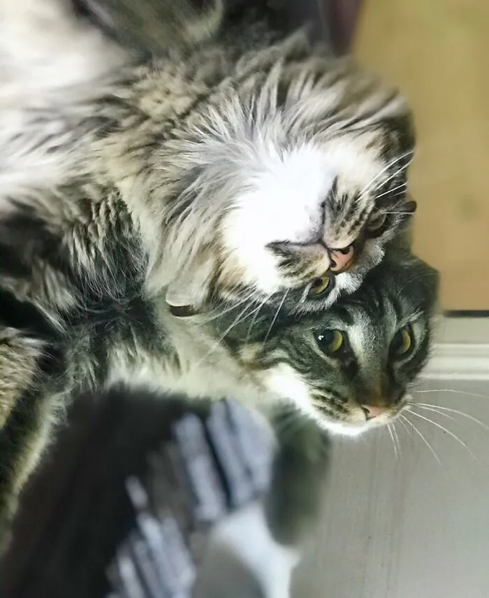 Courage Like To Be On His Back. I Love That He’s Looking At Me Via The Mirror He’s Laying On.