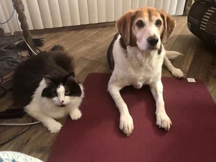 They Like To Watch Me Do Yoga.
