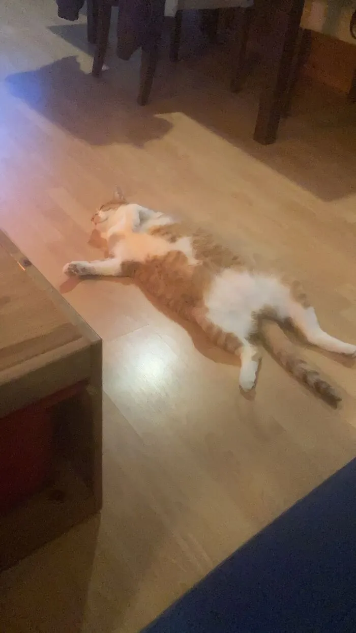 El Presidente Kato Just Likes The Warmth