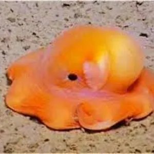A Dumbo Octopus