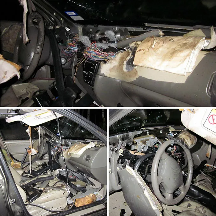 Lo que pasa si se te cuela un oso en el coche