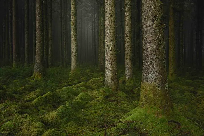 Classic View Commended: Neil Burnell, 'Pillars', Devon