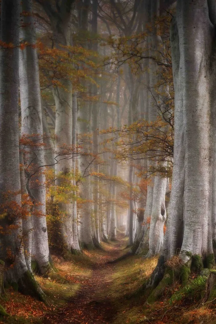 Your View Commended: Michael Johnston, 'Beech Tree Avenue', Aberdeenshire