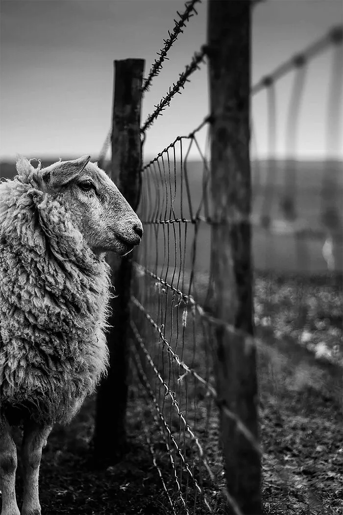 Youth Lpoty Winner: Joshua Elphick, 'Counting Sheep', Sussex