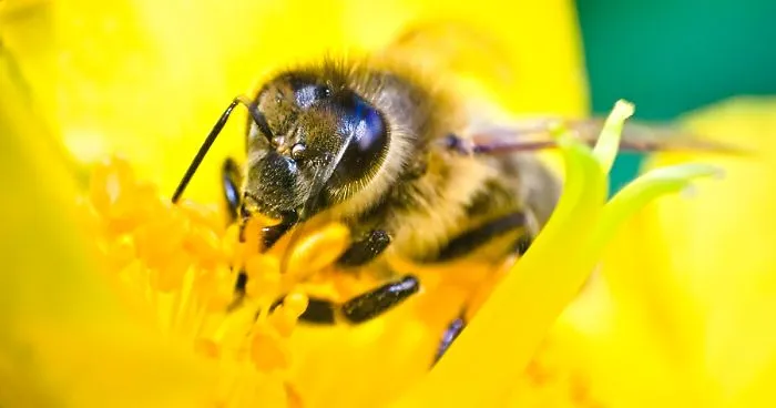 I Use A Reversed Lens To Capture What The Naked Eye Can't See, Here Are My 27 Best Nature Shots