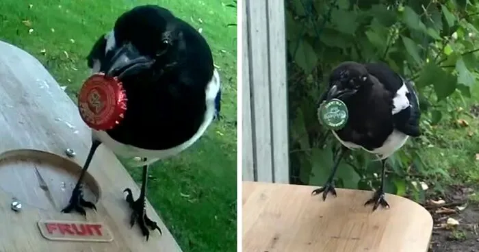 Guy Built A Bird Feeder That Accepts Bottle Caps For Food, And These Wild Magpies Love It