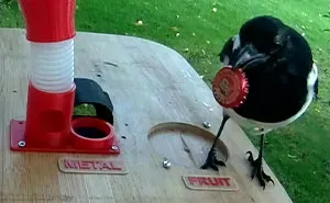 Guy Built A Bird Feeder That Accepts Bottle Caps For Food, And These Wild Magpies Love It