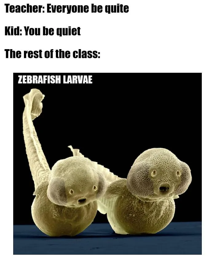 9 Micro-Memes To Make You Micro-Laugh