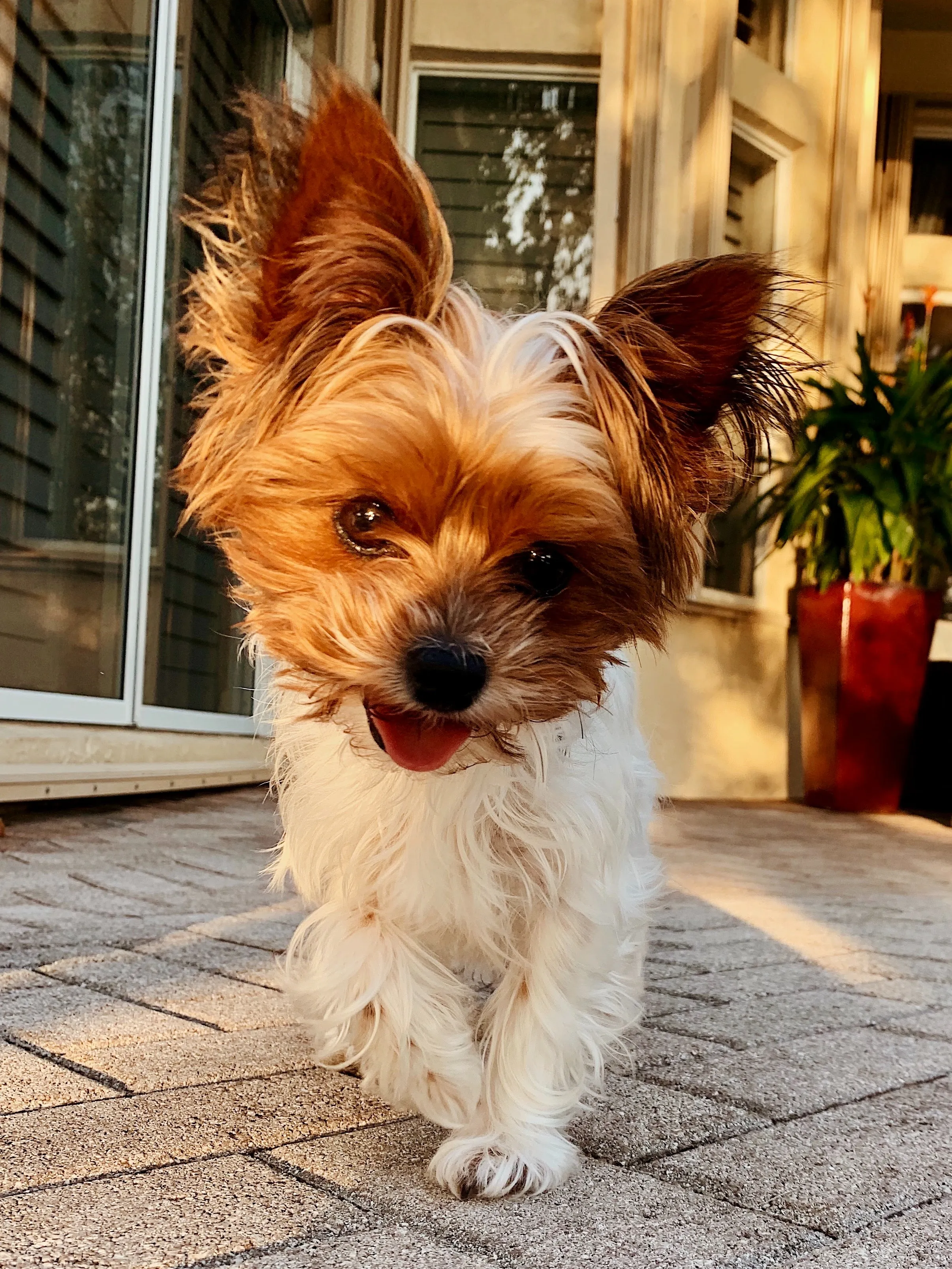 Cute Dogs