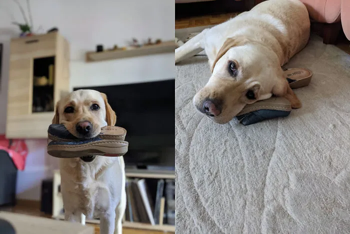 My Dog Has A Thing For Indoor Slippers. He's Always Taking Mine And Just Walks Around With Them In His Mouth Or Uses Them As A Pillow.