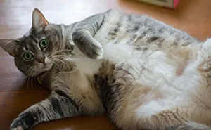 Cat Owners Explain How Cat Body Language Is Often Misinterpreted By 'Dog People'
