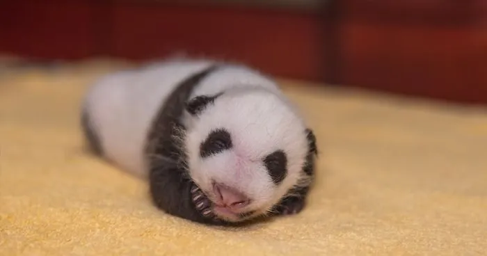 National Zoo Shares Photos Of A 1-Month-Old Panda Cub And It's Unbearably Cute