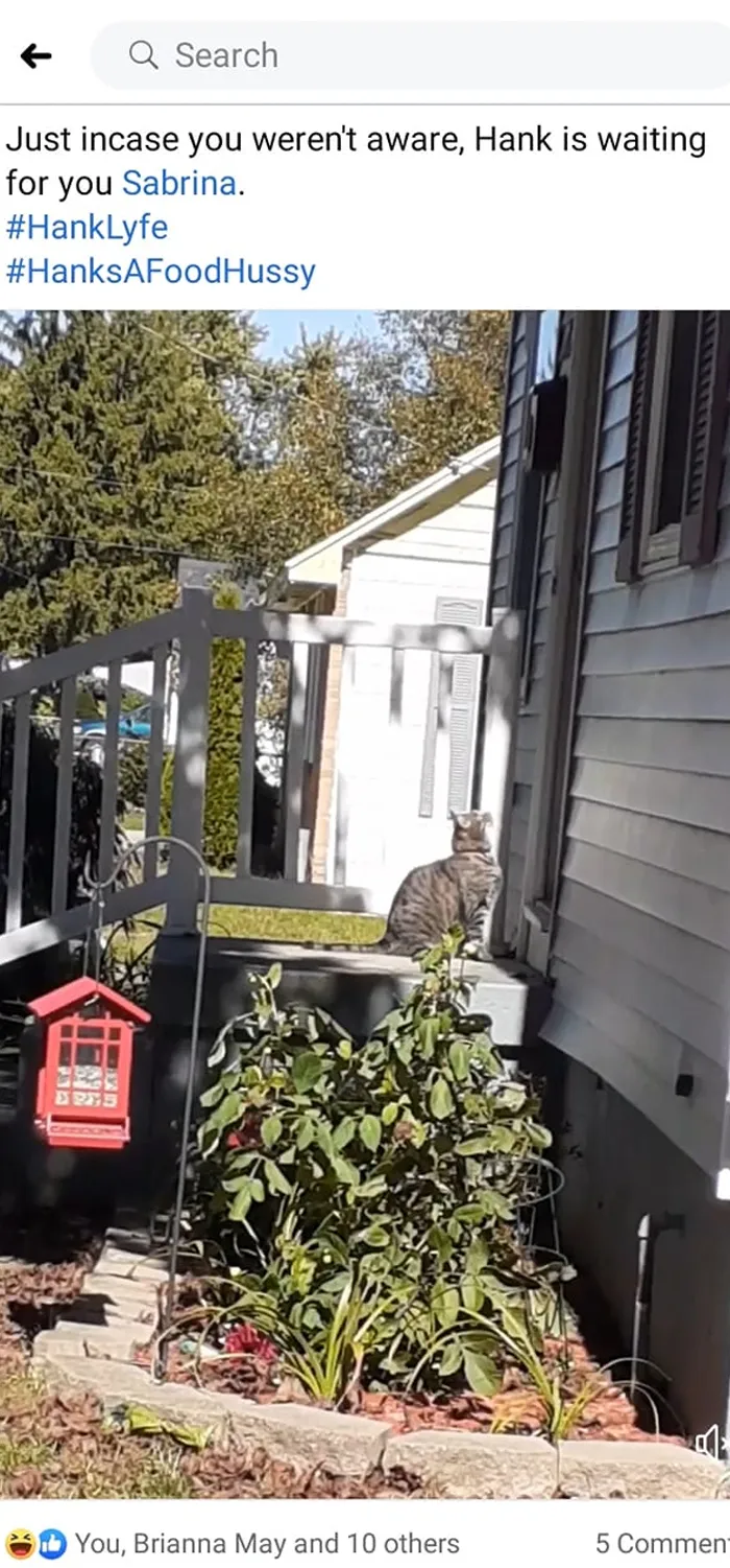 My Neighbor Tagged Me In This Post Yesterday To Let Me Know That Her Cat Was Outside My Front Door Waiting For Me To Bring Her Out A Sheba. Her Cat Will Hound Me Relentlessly For Food Even Though She Has All The Food Her Can Eat Right Next Door. I Love Hank So Much. (Yes, Hank Is A Girl!!)