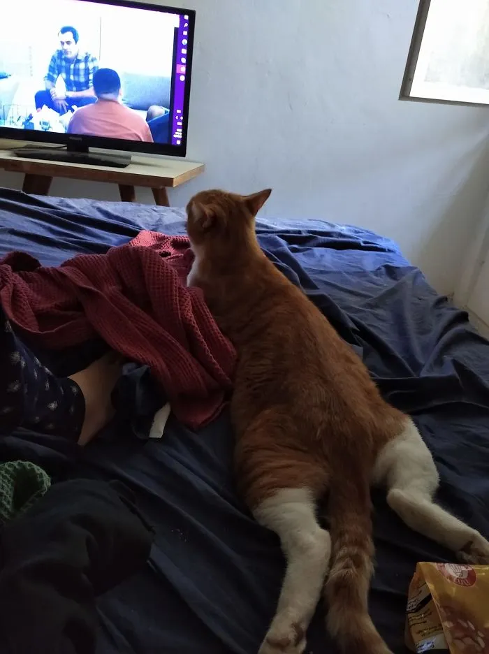 My House, My Bed, Not My Cat!  This Is Max, A Ginger Cat That Belongs To My Neighbor, And He Came By To Watch Some TV With Me