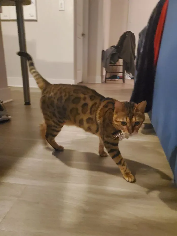 Sooo Last Night As I Was Walking To My Apartment From My Car This Little Cutie Meowed At Me And Was So Nice She Let Me Grab Her!