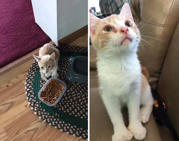 My Kitchen, Not My Cat.  My Older Cat Escorted Him In Through The Kitty Door And Walked Him Over To The Food Bowl!