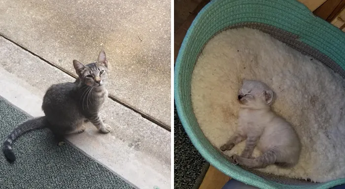 His Is Not My Cat