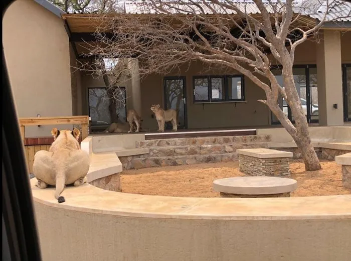 I Was Directed Here From Another Group. This Is Not My House, Its My Parents New Neighbors House. And This Is Definitely Not My Cat.