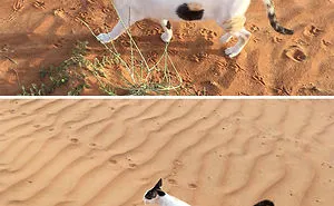 24 Times Pets Unintentionally Sent Their Owners Into Panic Mode
