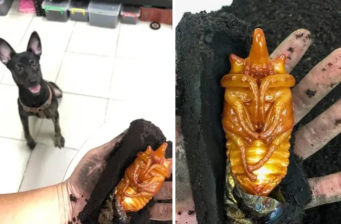Pensaba que había encontrado un tesoro excavando y me lo dio, casi me da un telele