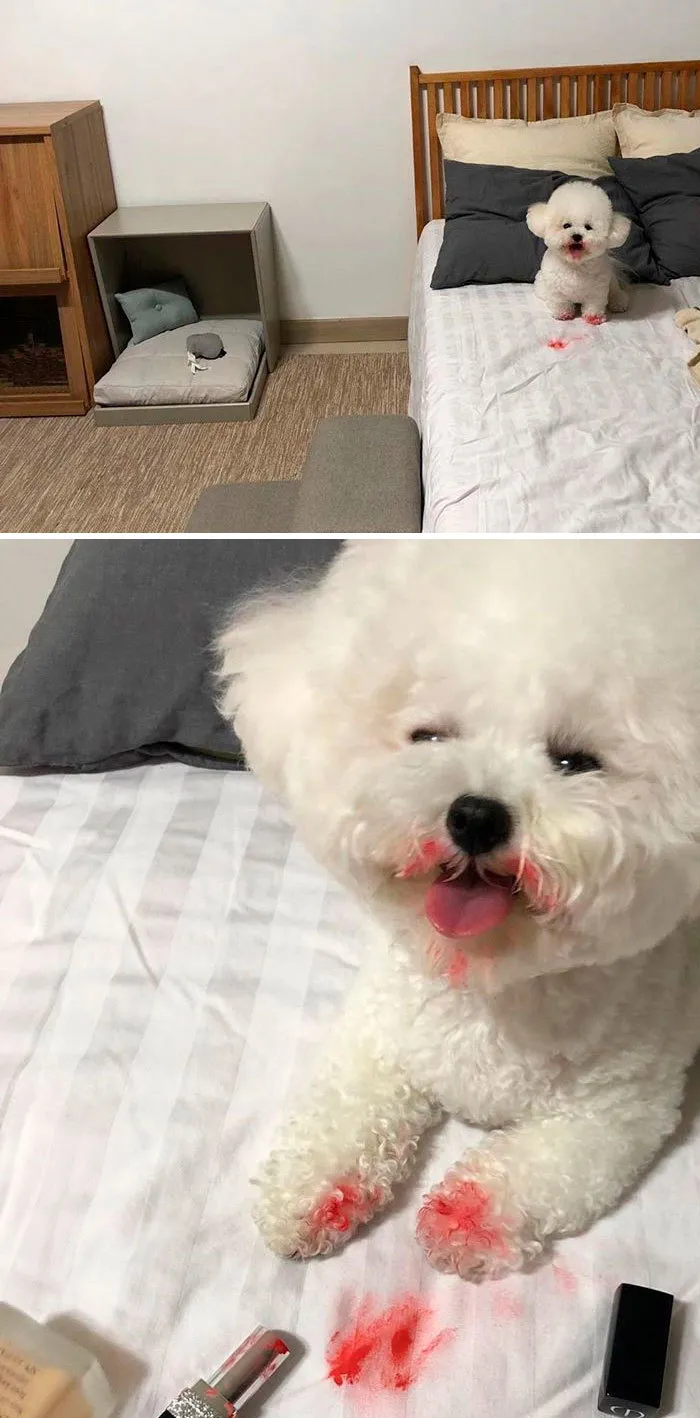 When You Got Home And See Your Dog's Mouth Full Of "Blood"