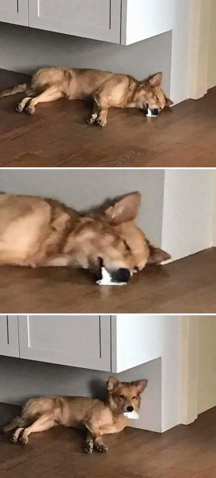 The Doggo Almost Gave Me A Heart Attack