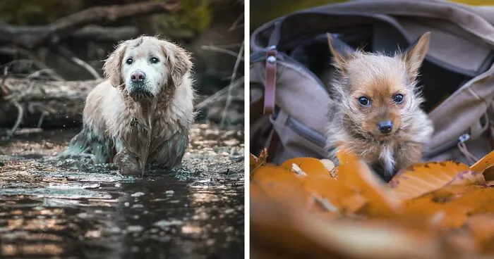 Here Are 20 Of My Favorite Dog Portraits I Have Taken In Autumn Over The Years