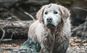 Here Are 20 Of My Favorite Dog Portraits I Have Taken In Autumn Over The Years